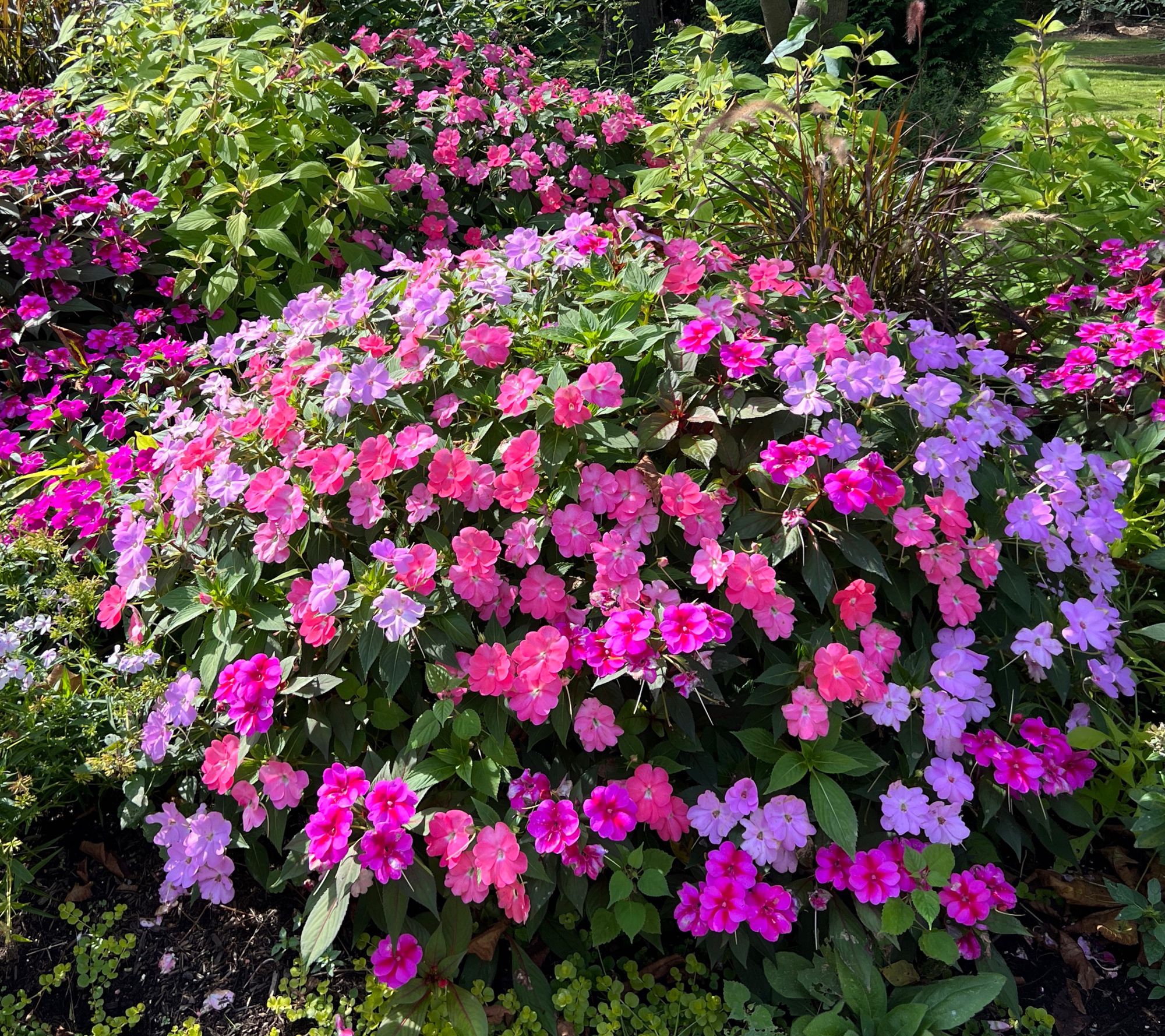 Roberta's 3-Piece SunPatiens Hawaiian Sunset Live Plants