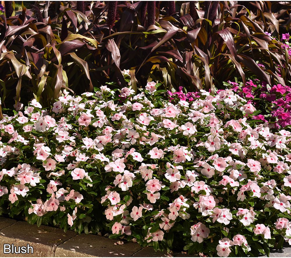 Girl Next Door 6-Piece Blockbuster Vincas Live Plants