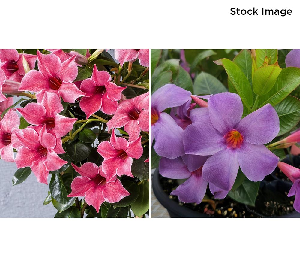 Cottage Farms 2 -Piece Blue and Pink Summer Trumpet Vines Auto-Delivery