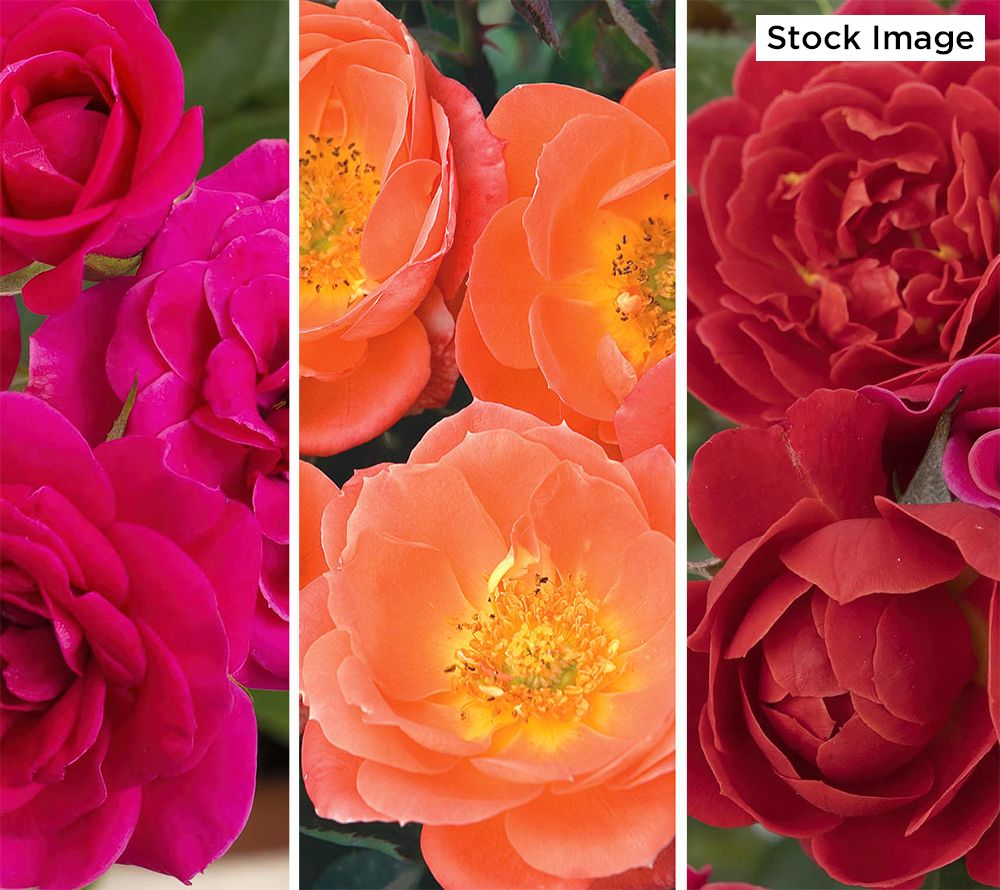 Cottage Farms 3-Piece Sunblaze Rose Collection Live Plants