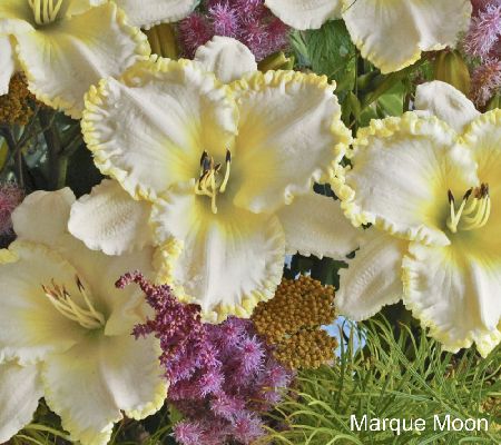 Cottage Farms 6 Piece Color Revolution Daylily Collection Page 1