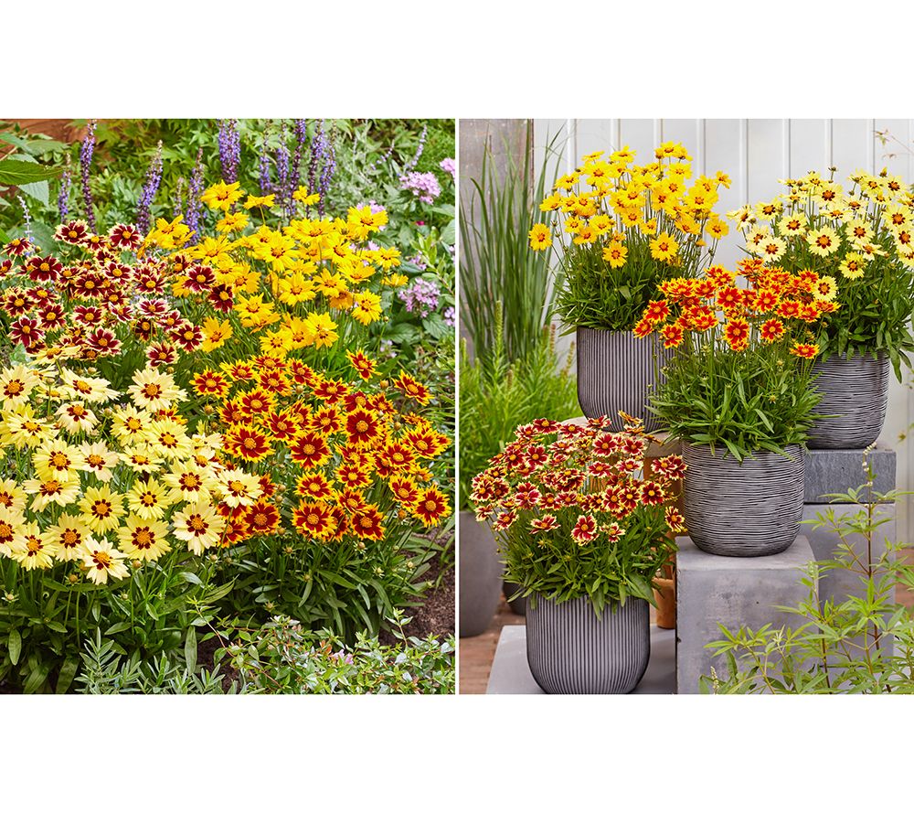 Girl Next Door 4-Piece Solar Series Coreopsis Live Plants