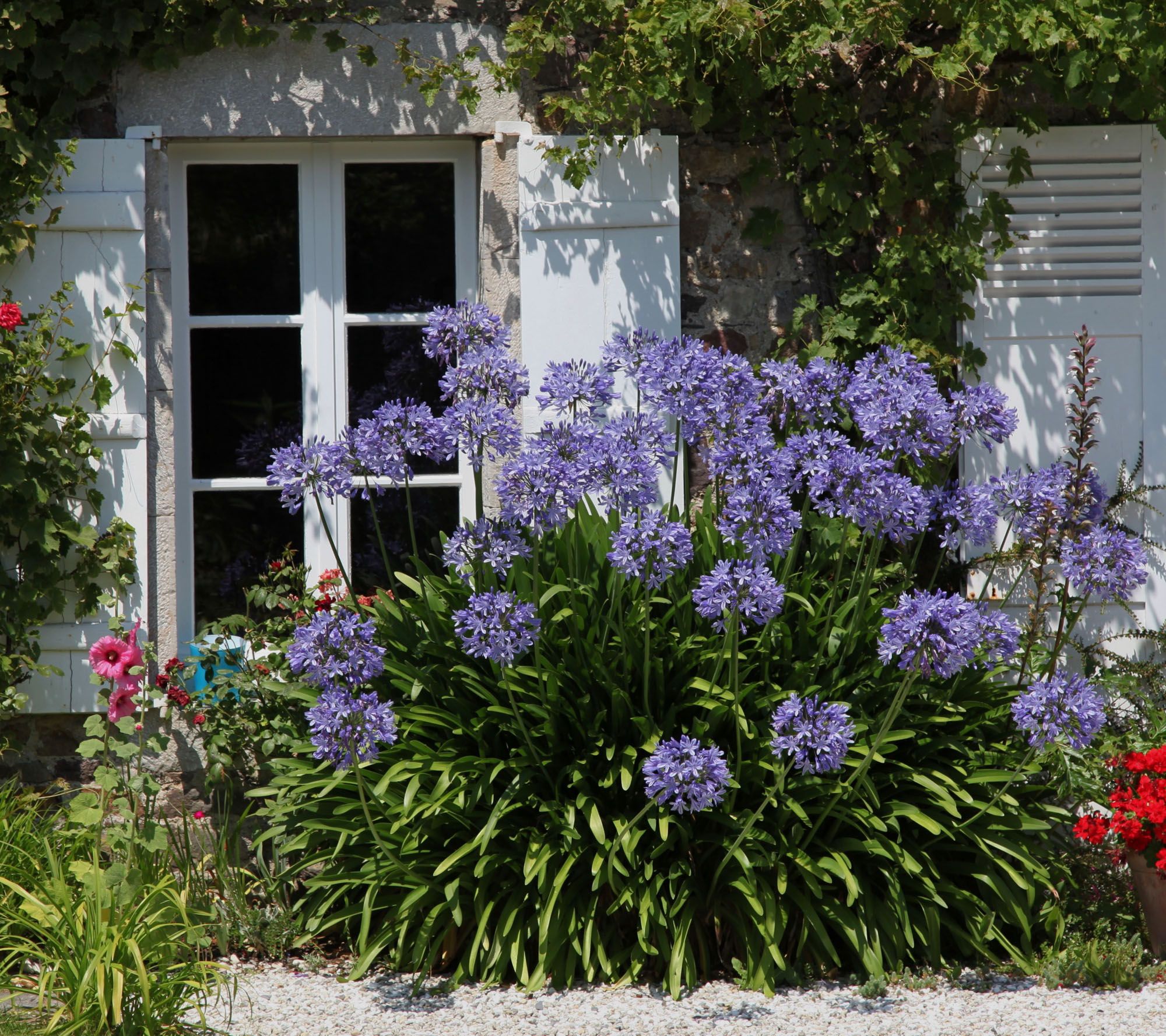 Roberta's 2-Piece Hardy Agapanthus Bareroot Plants