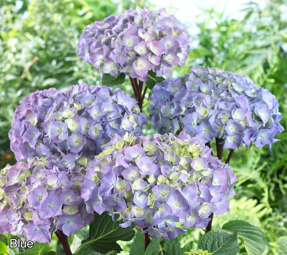 Roberta's 1pc Onyx Mophead Hydrangea Live Plant - QVC.com