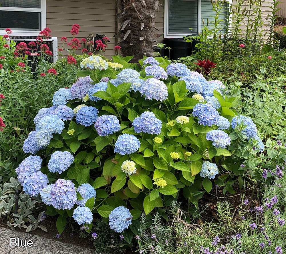 Roberta's 1pc Onyx Mophead Hydrangea Live Plant - QVC.com