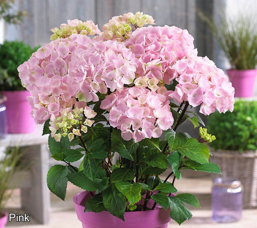 Roberta's 1pc Onyx Mophead Hydrangea Live Plant