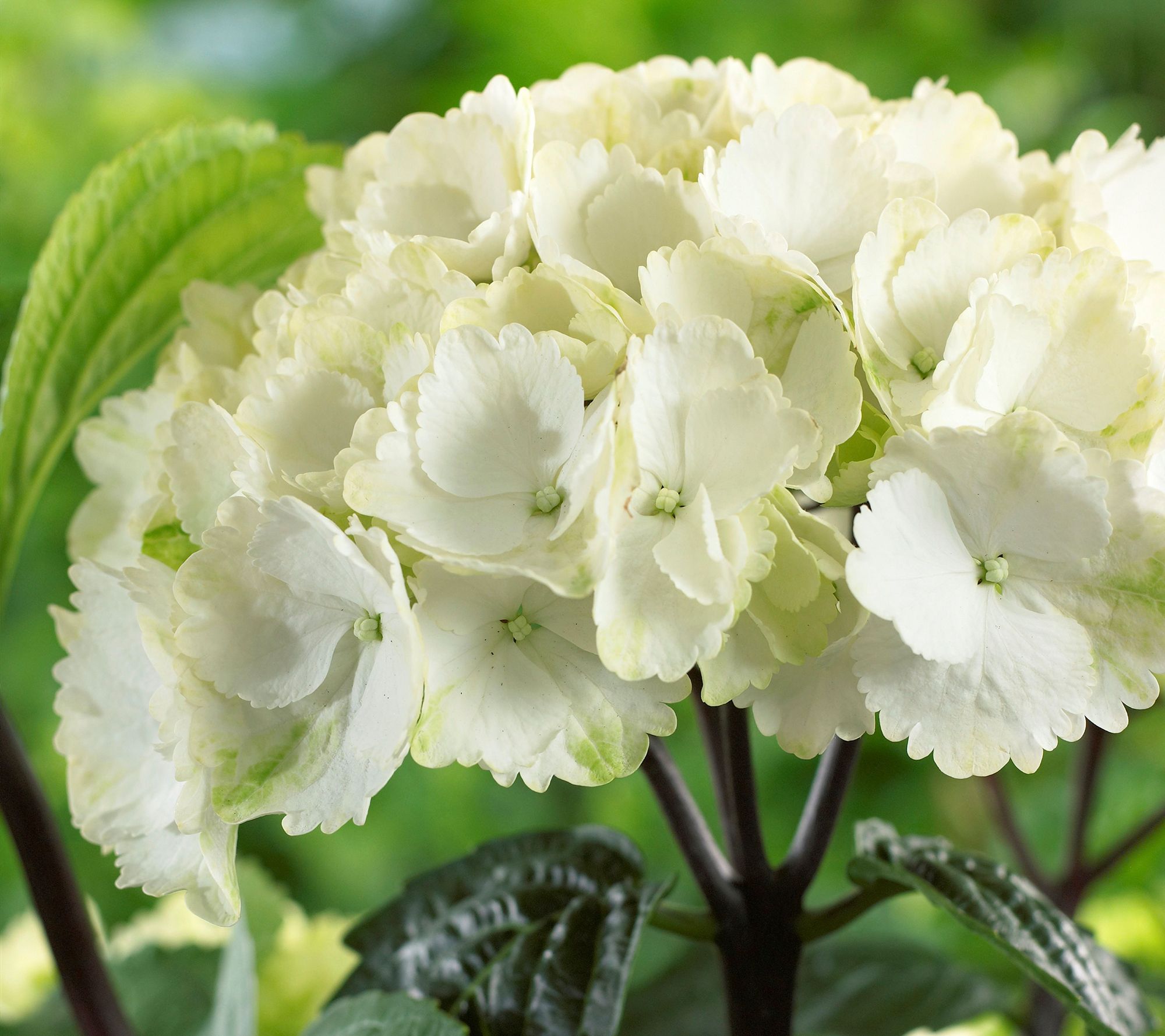 Roberta's 1pc Onyx Mophead Hydrangea Live Plant