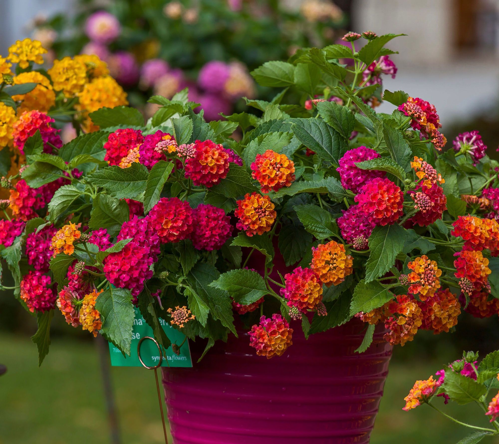 Girl Next Door 3-Piece Havana Sky Lantana Live Plants