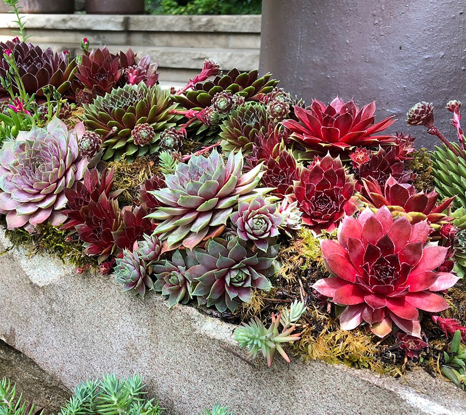 Ships 5/8 Roberta's 6-Piece Hardy Hens and Chicks Live Plants