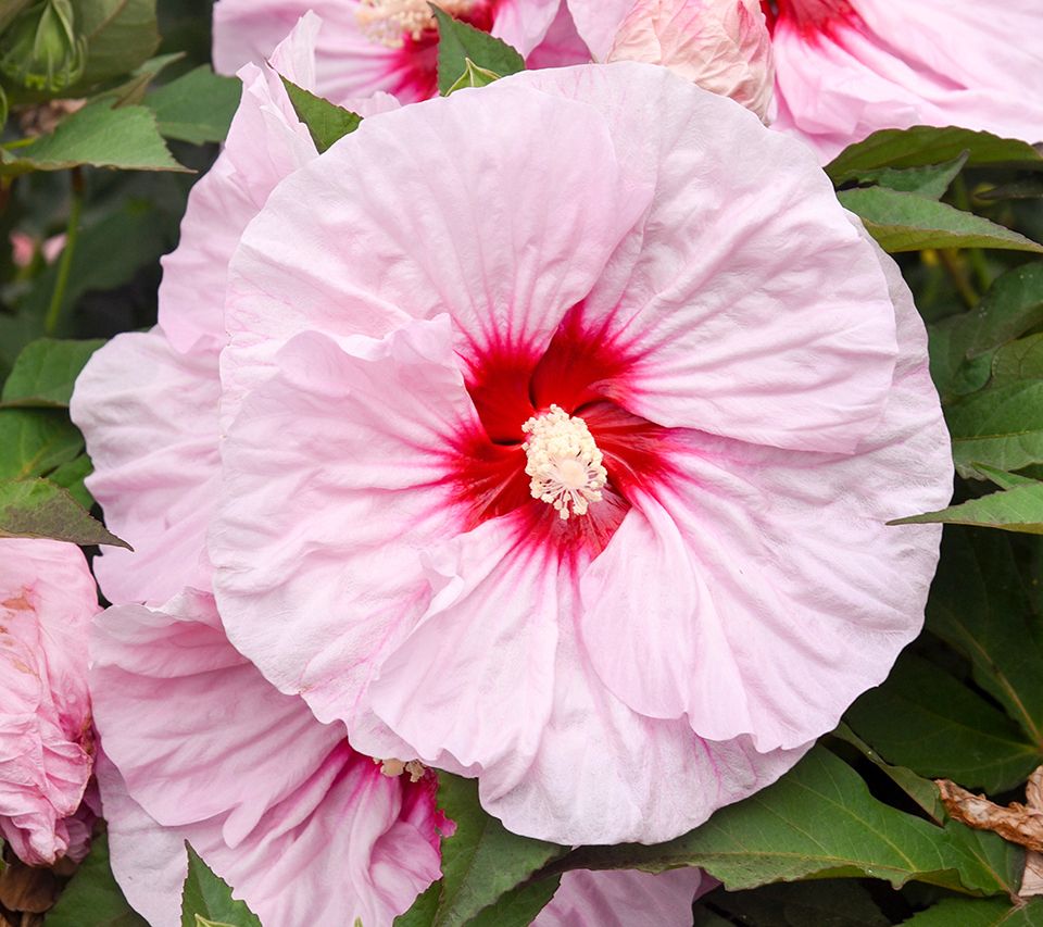 Girl Next Door 1-Piece Summerific Hardy Hibiscus Bare Roots