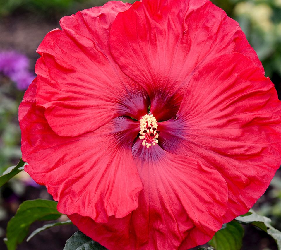 Girl Next Door 1-Piece Summerific Hardy Hibiscus Bare Roots