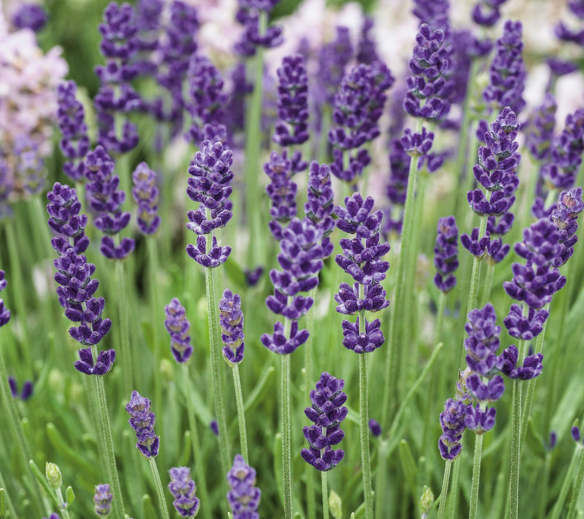 Roberta's 3pc Dwarf and Compact Super Blue Lavender Live Plants