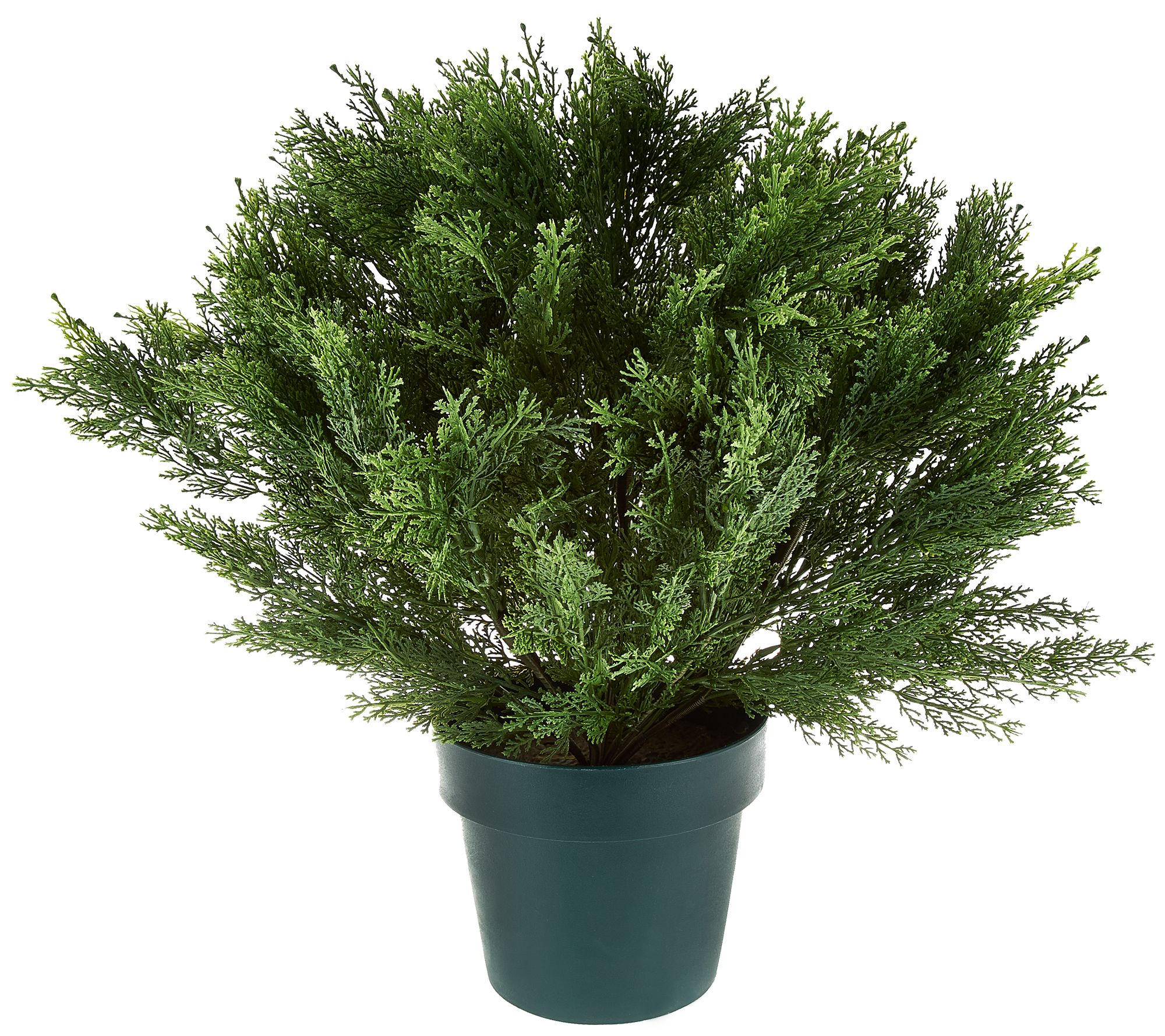 National Tree Indoor/Outdoor 22" Globe Cedar Shrub in Growers Pot