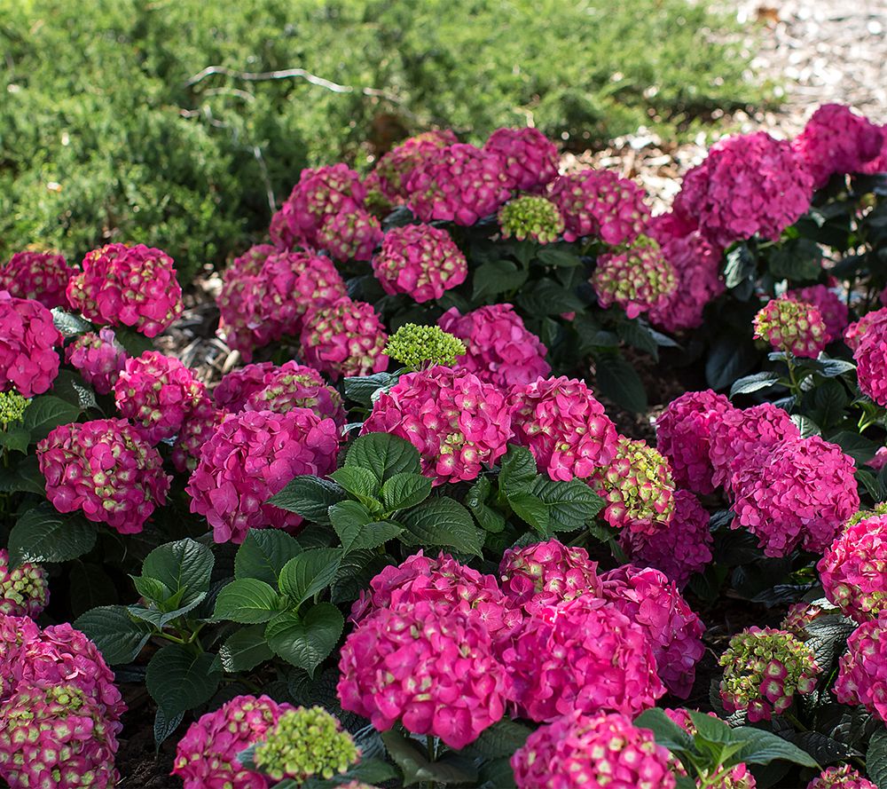 Roberta's 1pc Proven Winners Let's Dance Lovable Hydrangea Plant - QVC.com