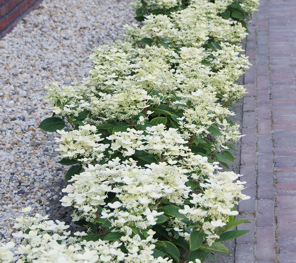 【Hydrangea】 Hydrangea, Oakleaf 'Jetstream™ First Editions' | Gertens