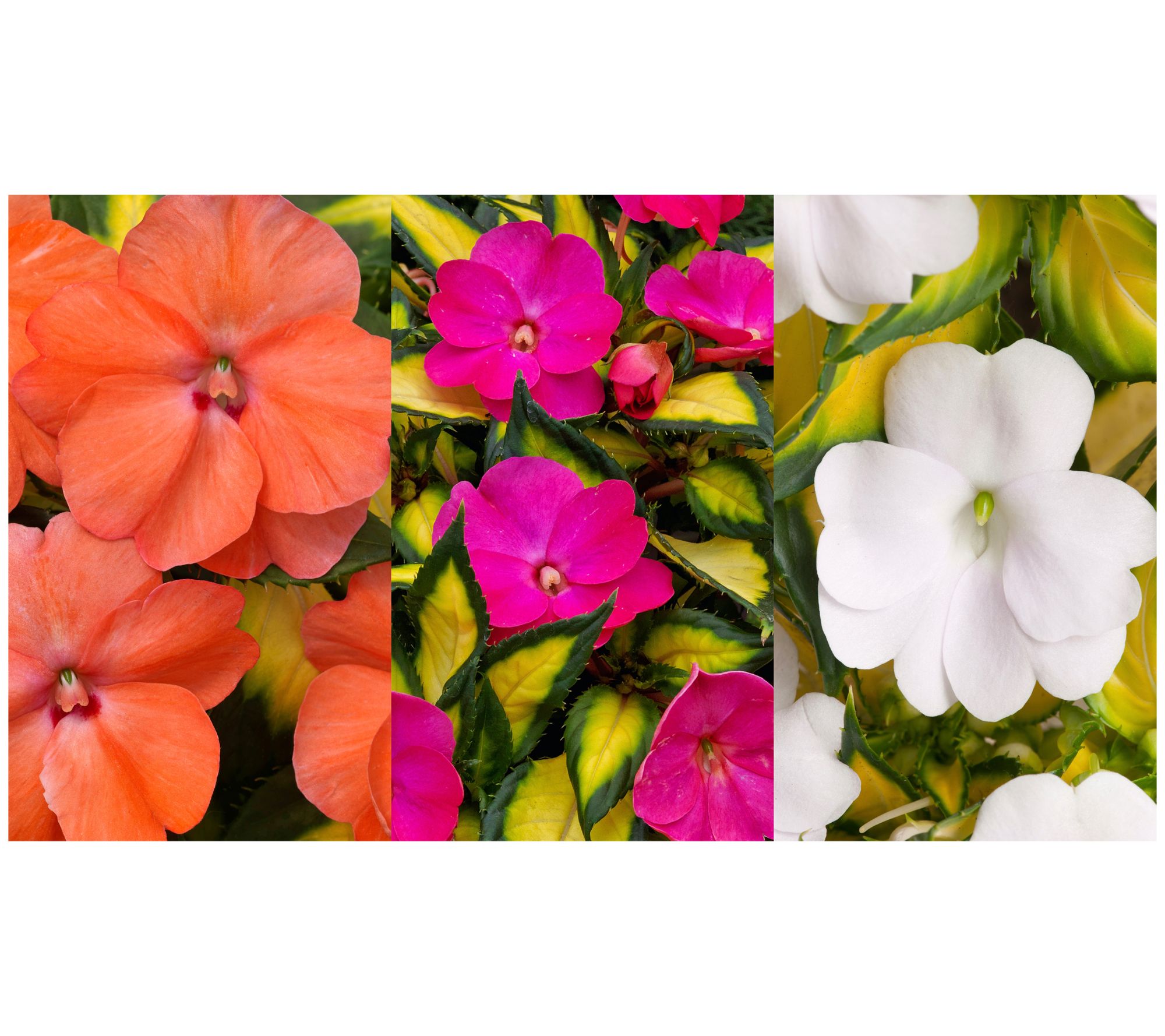Roberta's 3pc Tropical Lightning SunPatiens Live Plants