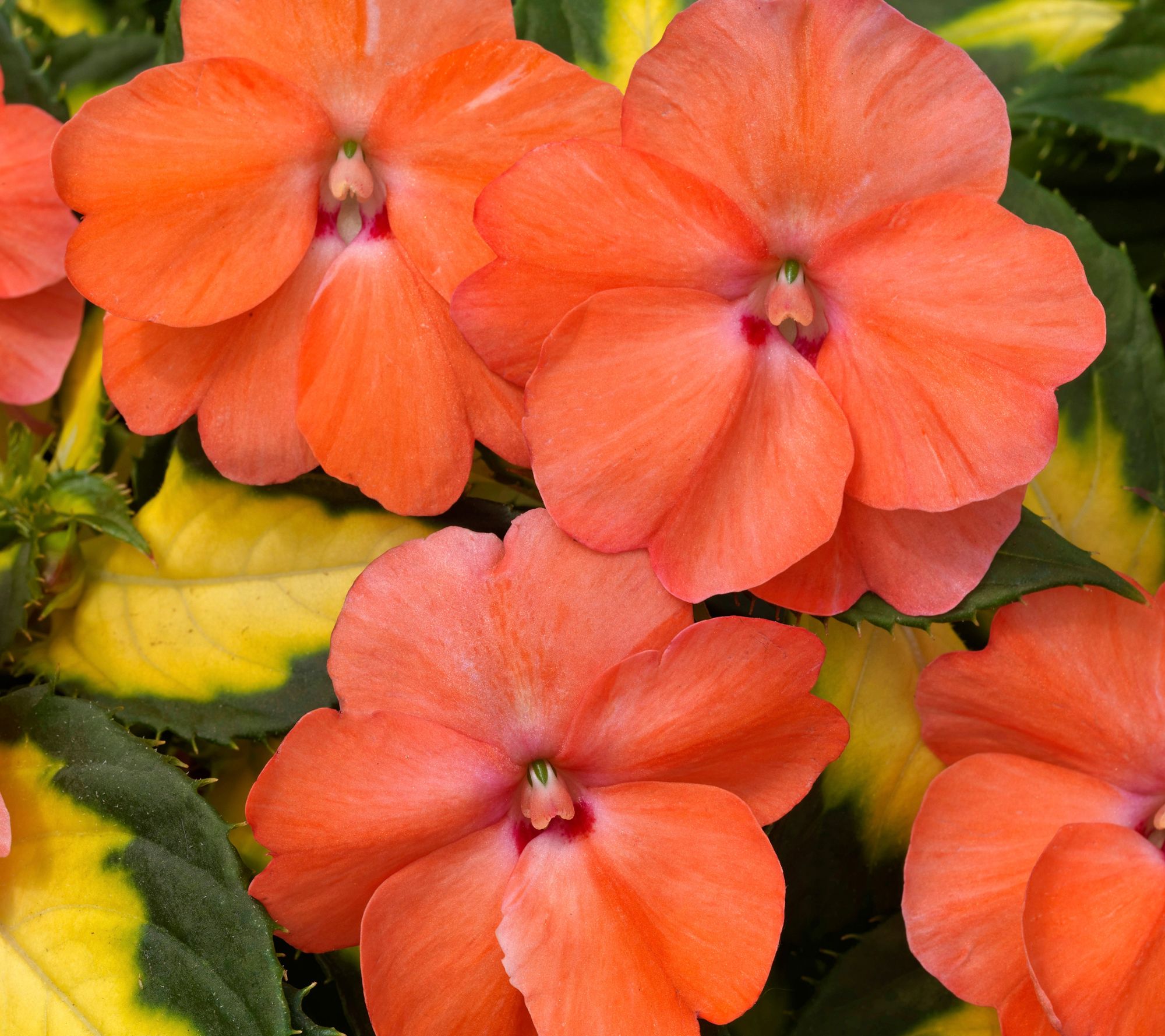 Roberta's 3pc Tropical Lightning SunPatiens Live Plants