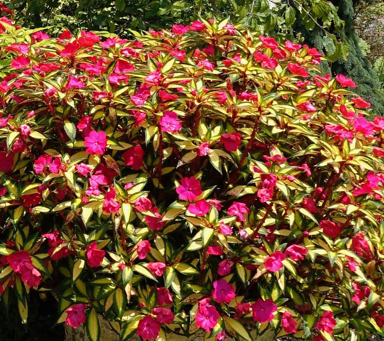 Roberta's 3pc Tropical Lightning SunPatiens Live Plants