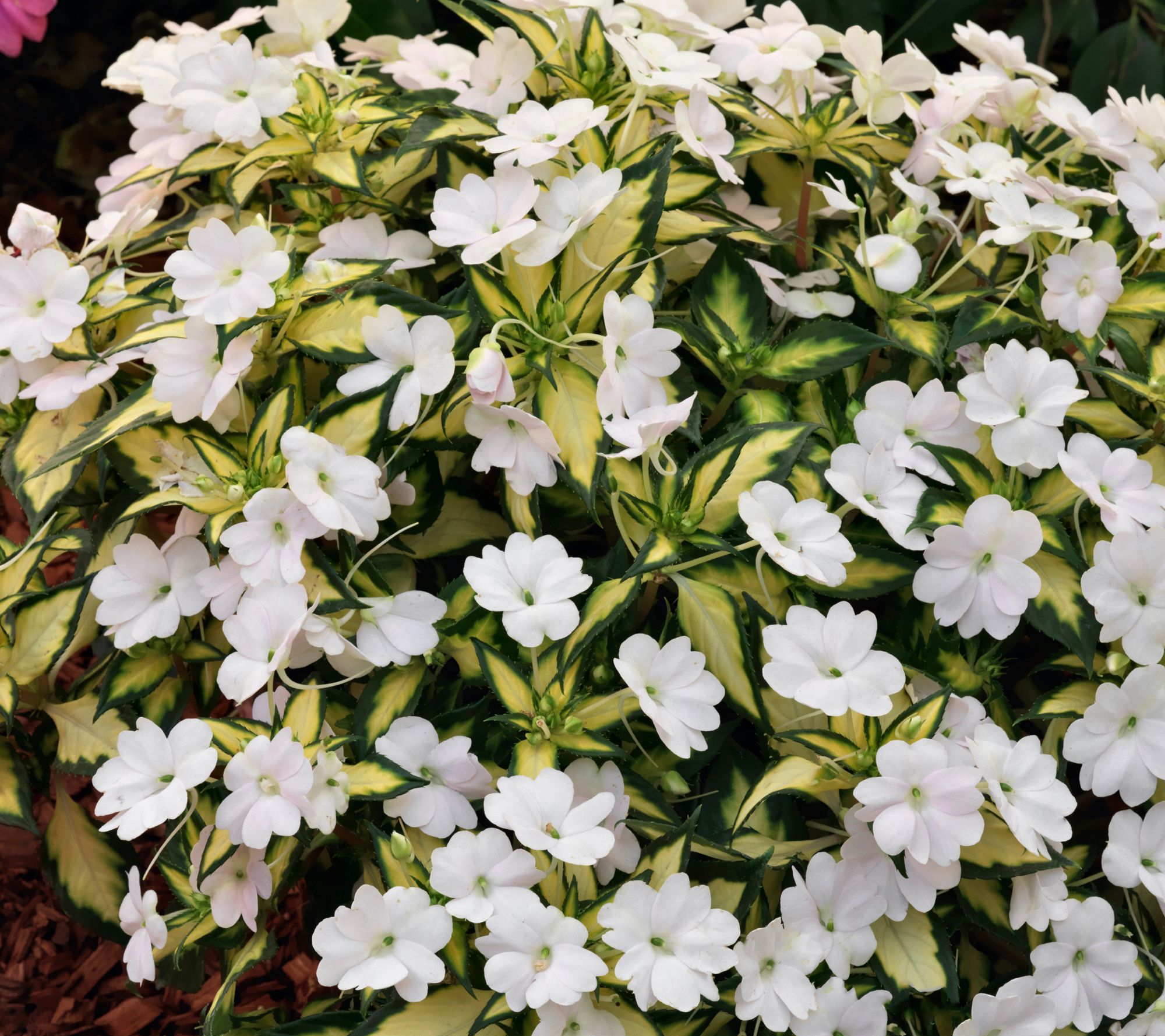 Roberta's 3pc Tropical Lightning SunPatiens Live Plants