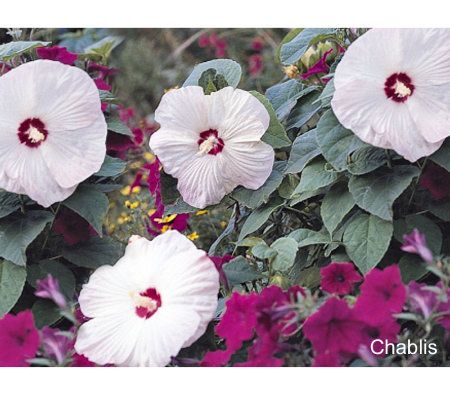 Cottage Farms 3 Piece Dwarf Perennial Hibiscus Collection Page 1