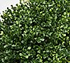 English Gardens 18" Teardrop Indoor/Outdoor Boxwood Topiary w/ Ground Stake, 2 of 2