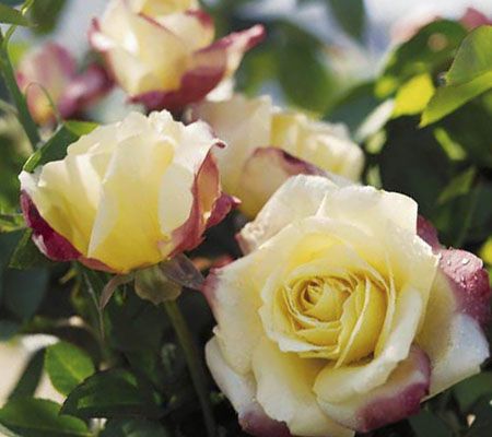 Jackson&Perkins 3pc. Fragrant Hybrid Tea Rose Collection - QVC.com