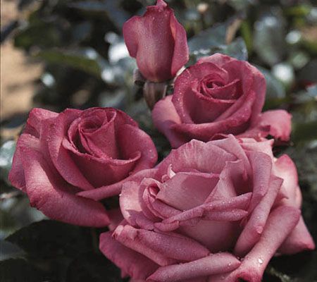 Jackson&Perkins 3pc. Fragrant Hybrid Tea Rose Collection - QVC.com