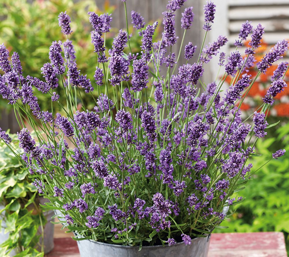 Roberta's 4pc 'Super Blue' Lavender Collection Live Plants - QVC.com