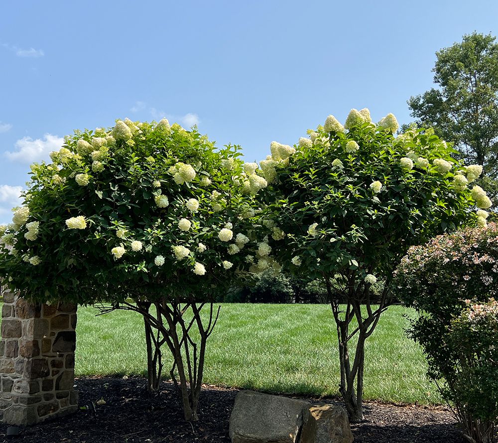 Girl Next Door 1-Piece Limelight Hydrangea Tree Live Plant