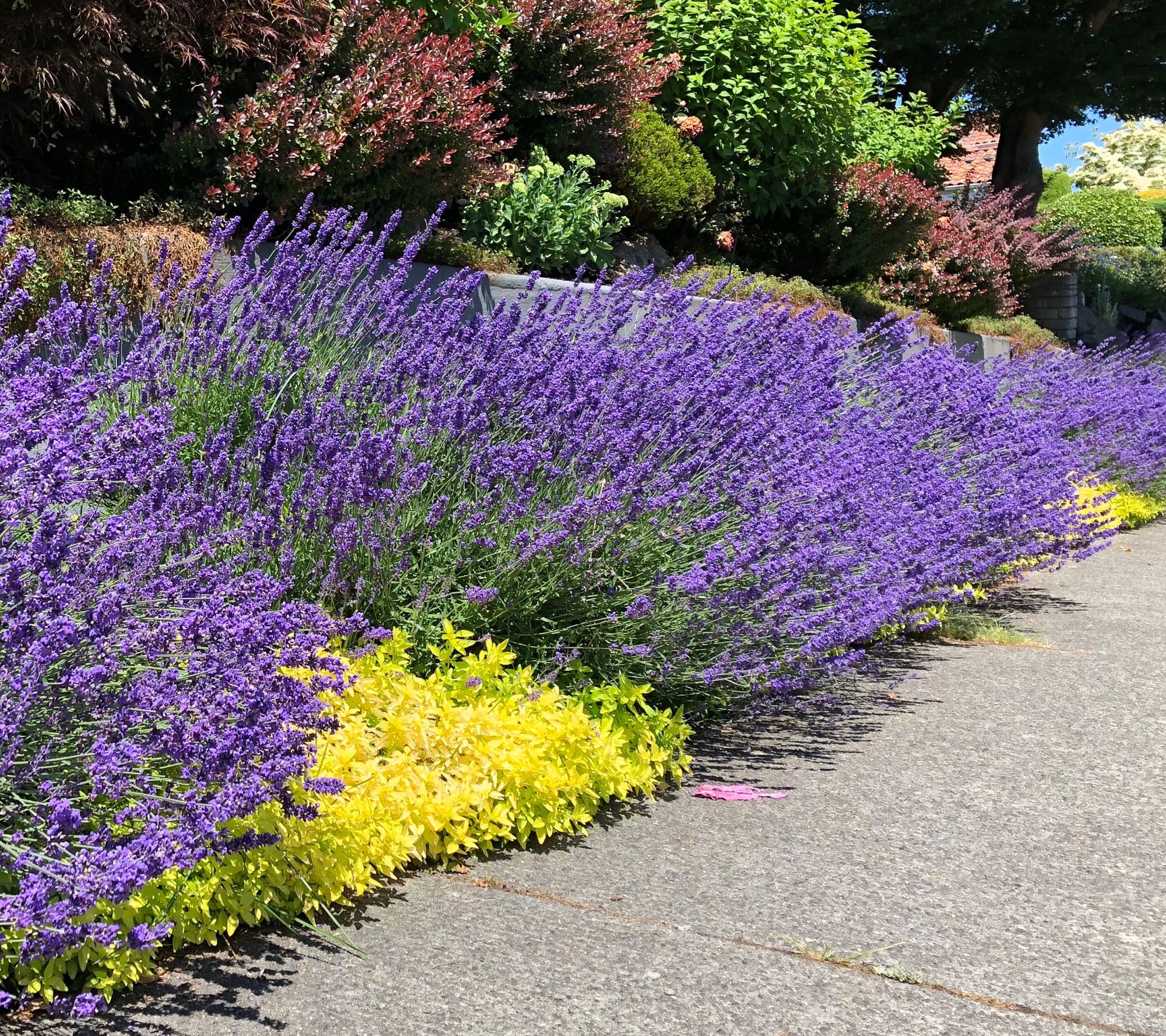 Roberta's 3pc American Sensational Lavender Live Plants