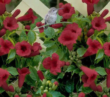 Cottage Farms 3 Piece Butterfly Hummingbird Garden Qvc Com