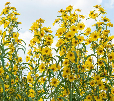 Image result for sunflower maximillian perennial