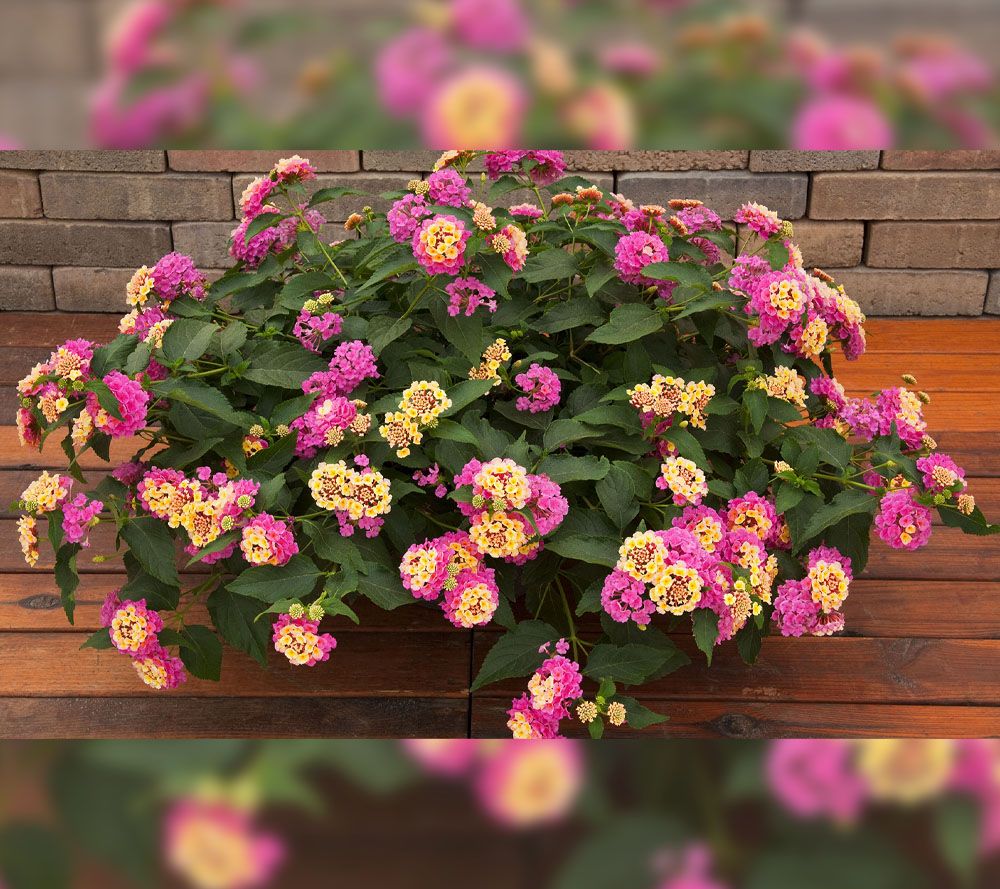 Girl Next Door 3-Piece Passion Fruit Lantana Live Plants