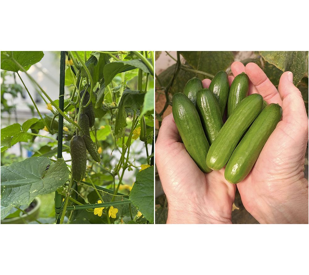 Roberta's 3-Piece Mini Snacking Cucumbers Auto-Delivery