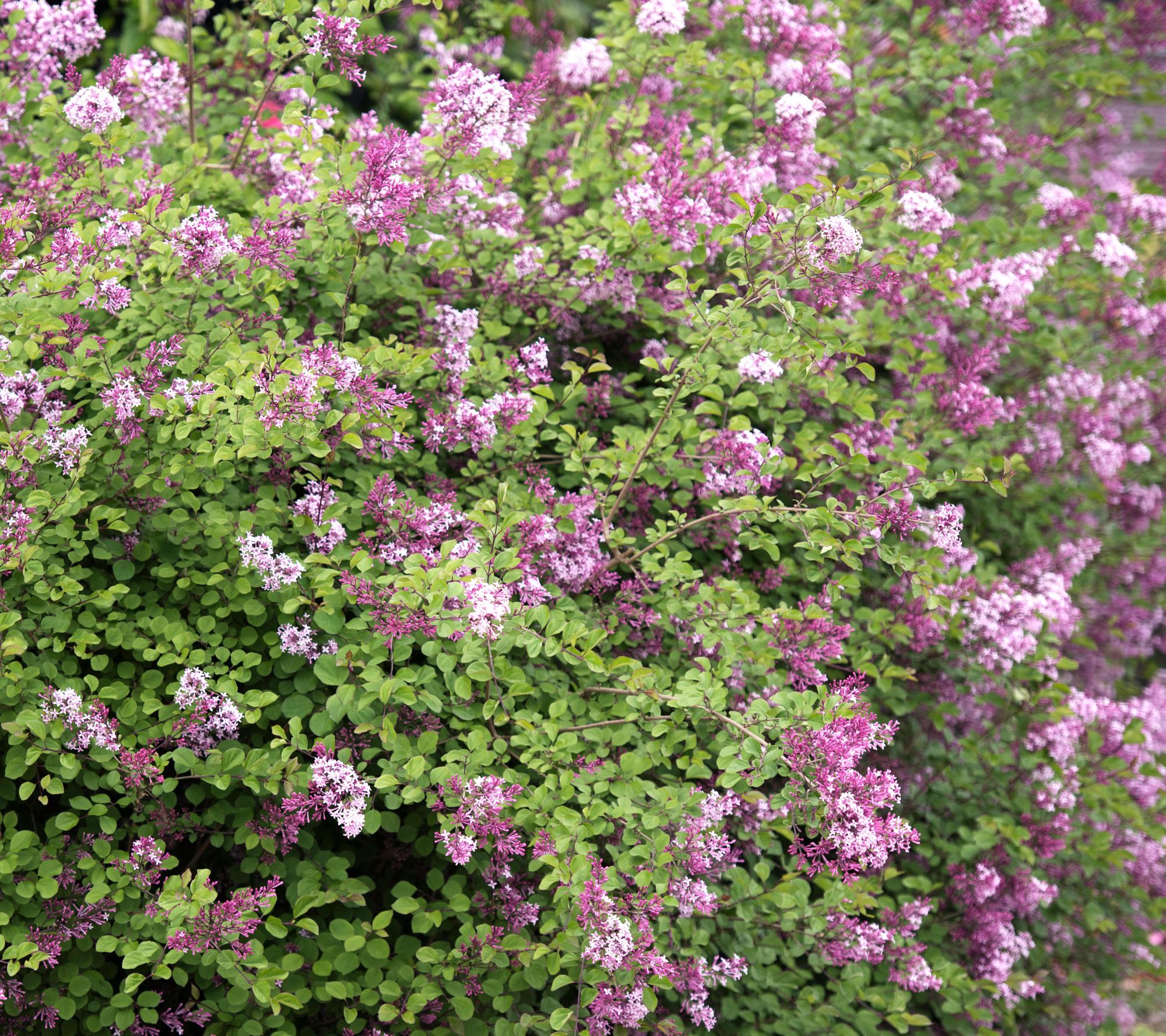 Roberta's 1-Piece Summer Blooming Dwarf Lilac Shrub Live Plant
