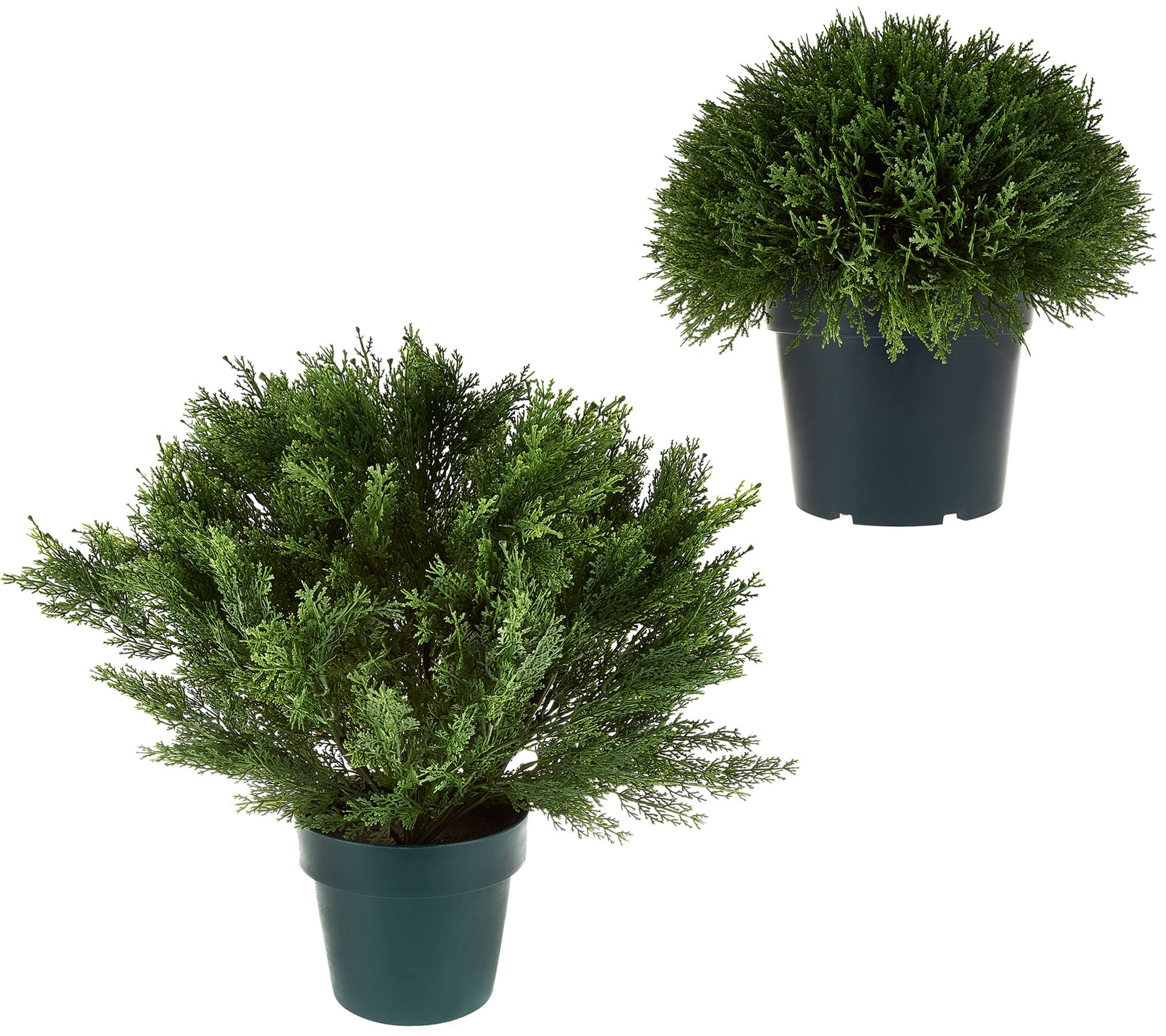 National Tree Indoor/Outdoor Globe Cedar Shrub in Growers Pot