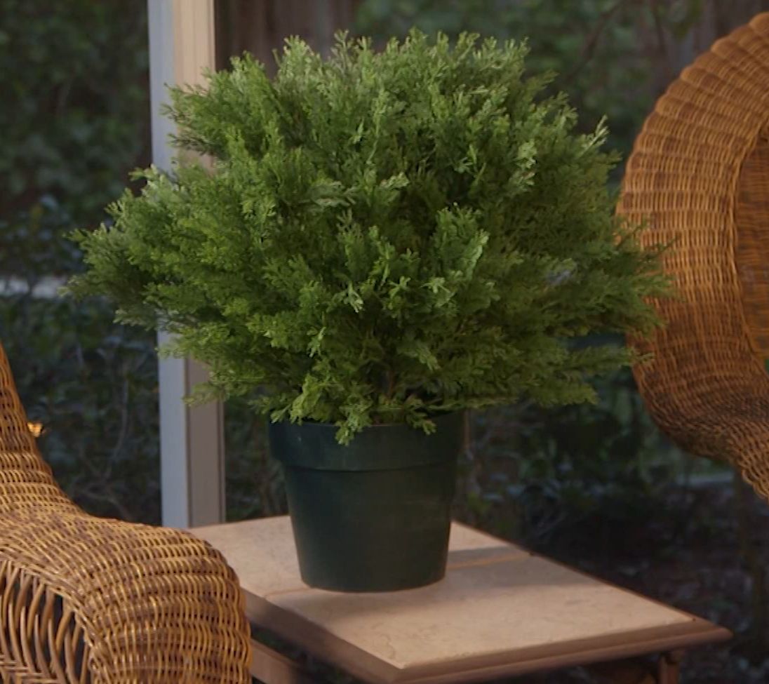 National Tree Indoor/Outdoor Globe Cedar Shrub in Growers Pot