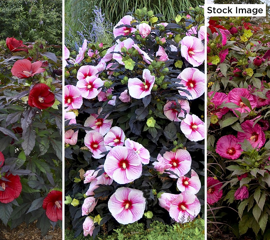 Cottage Farms 3-piece Turning Heads Hardy Hibiscus Bareroot Trio