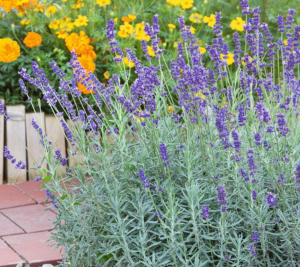 Ultimate Innovations 3PC Exceptional Lavender Live Plants