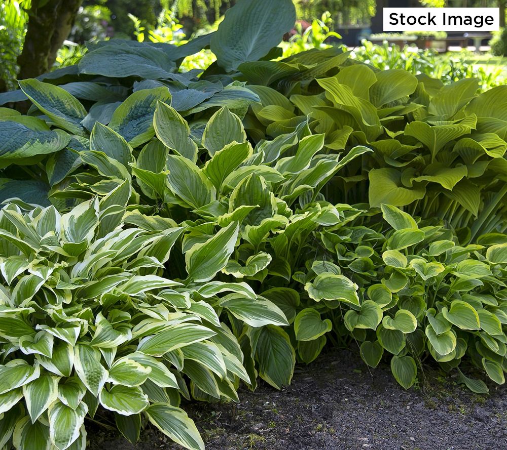 Cottage Farms 3-Piece Premium Hosta Collection Bareroots