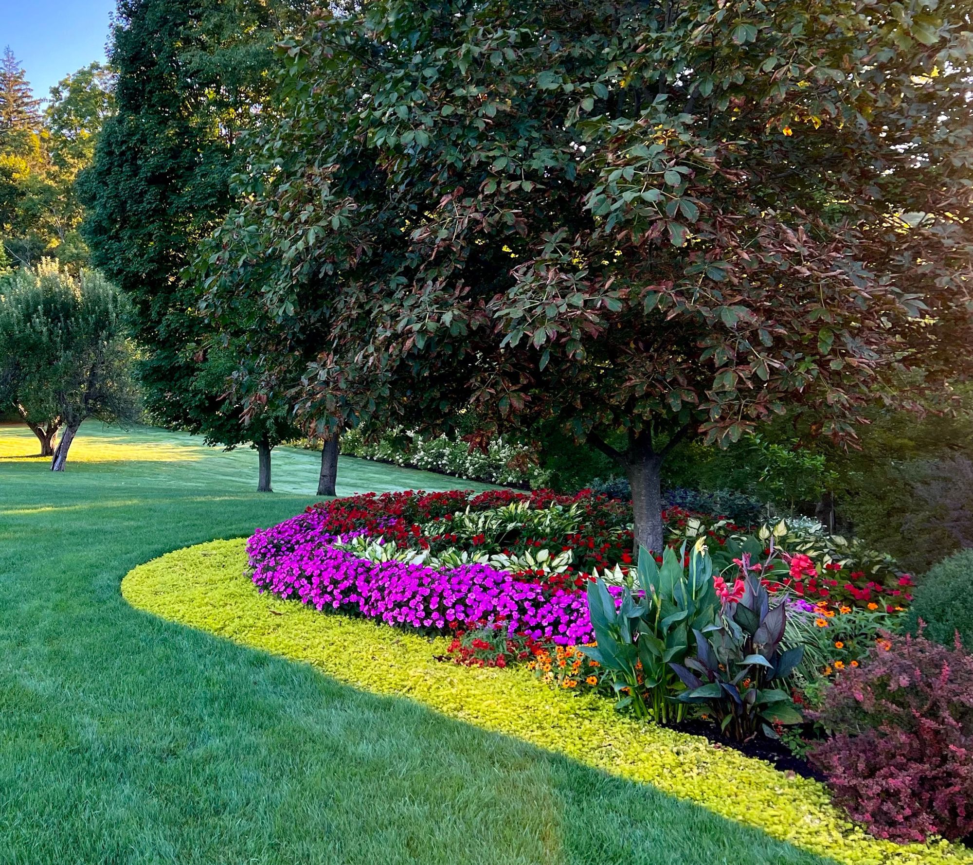 Roberta's 3pc Yellow Brick Road Creeping Jenny Groundcover