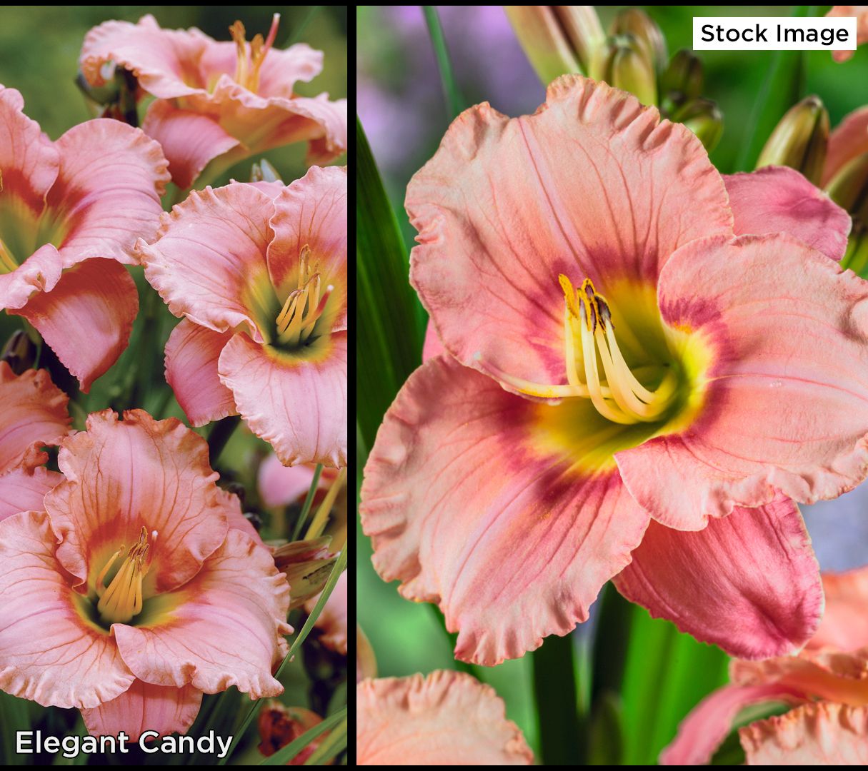 Roberta S 5 Piece Carefree And Colorful Daylilies Page 1 Qvc Com