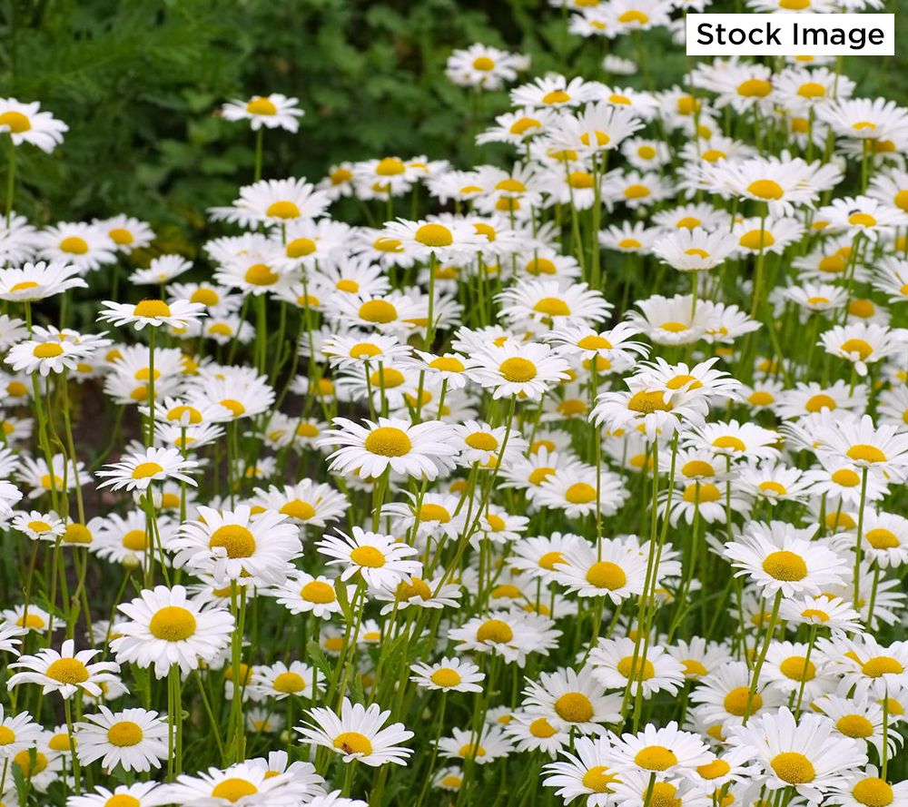 Cottage Farms 4-Piece Snowdrift Shasta Daisies Bareroots