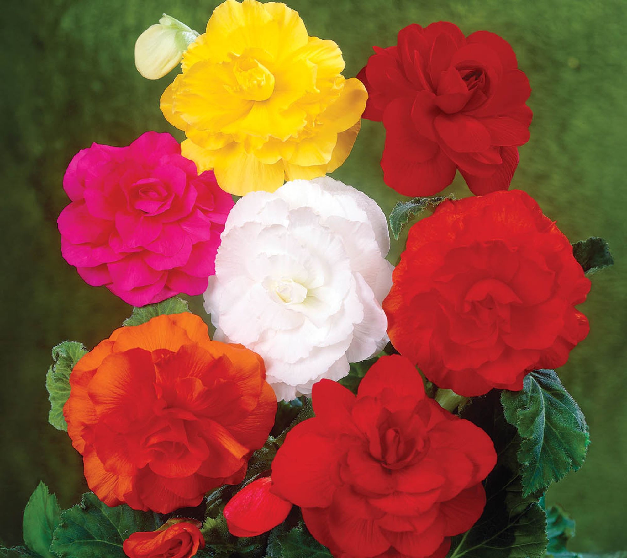 Ships 3/30/26 De Jager 7pc Brilliant Begonias Live Tubers