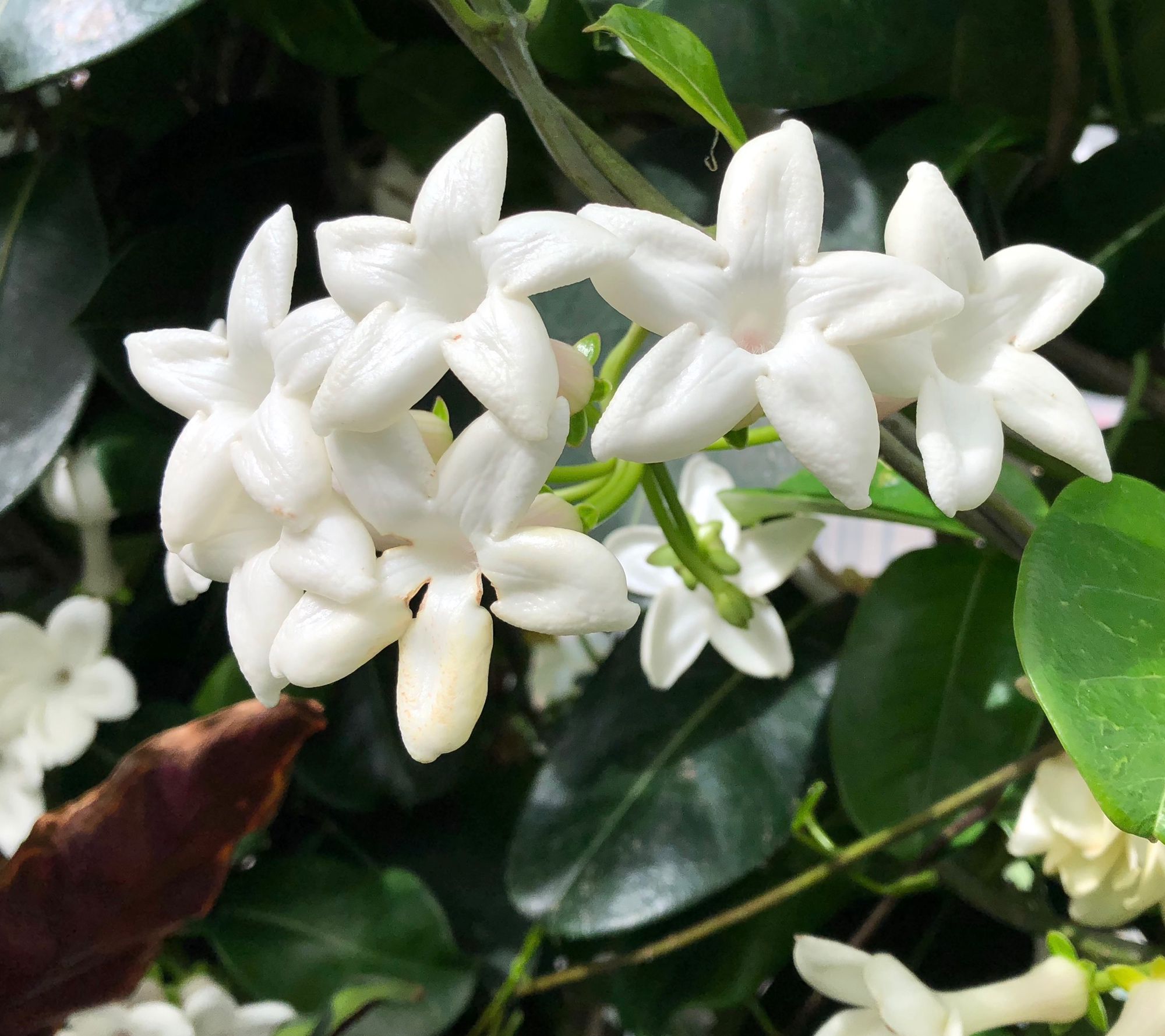  Ships 4/27/26 Roberta's 1pc Hawaiian Stephanotis Live Plant - M138799