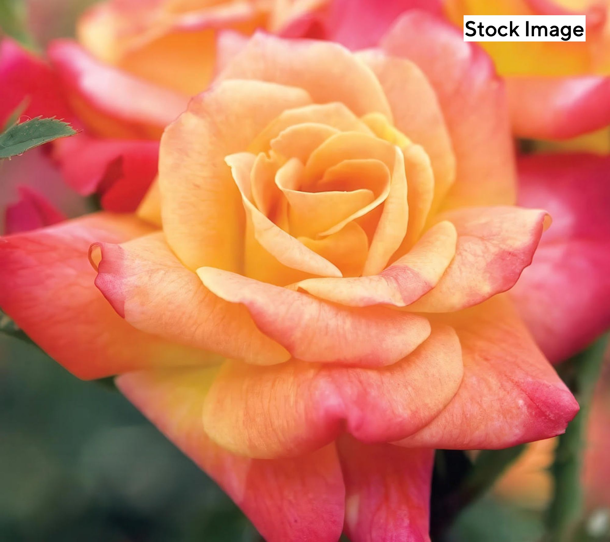 Cottage Farms 1-Piece Climbing Sunset Rose Bareroot