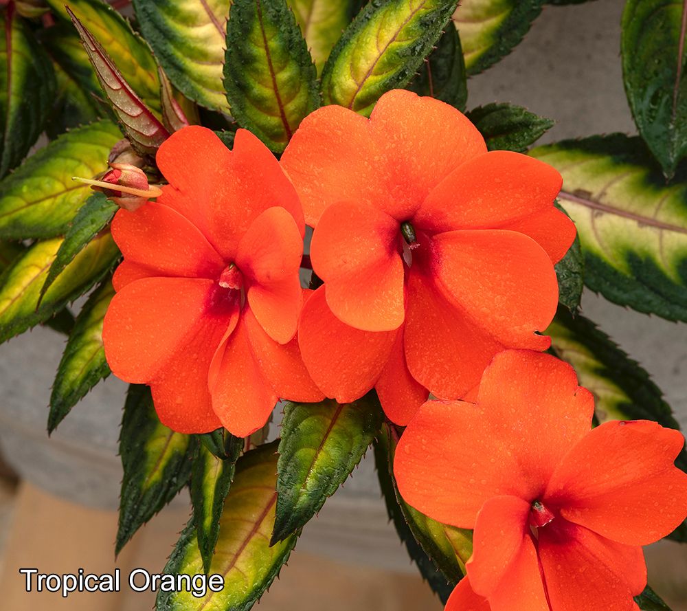 (QVC) Q2 – Phillip Watson Designs 6-Piece SunPatiens Tropical Lightning ...