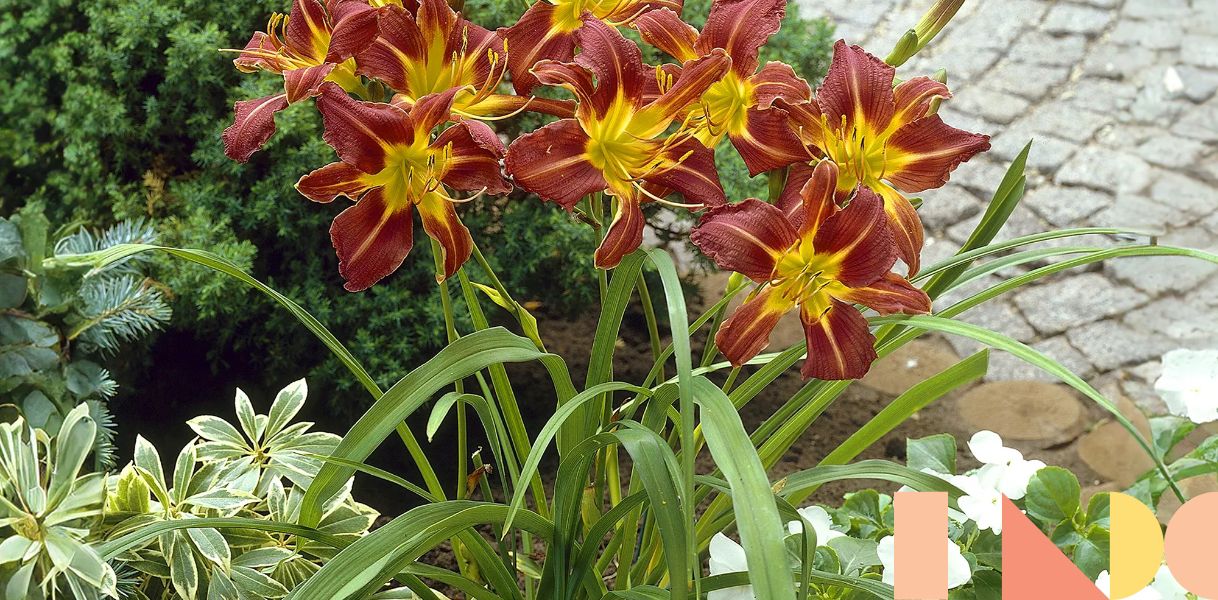 Barbara King 3-Piece Spider Reblooming Autumn Red Daylily Plants
