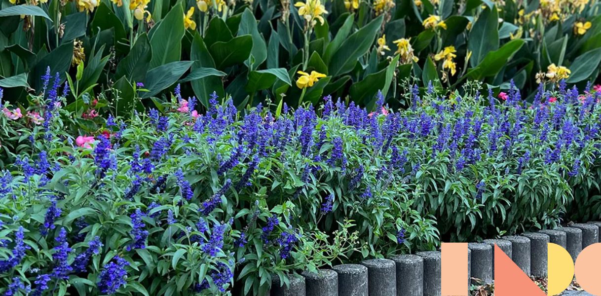 Girl Next Door 4pc Salvia Evolution Violet Live Plants