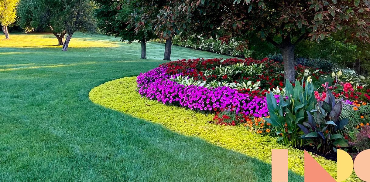 Phillip Watson Designs 6-Piece Creeping Jenny Live Plants